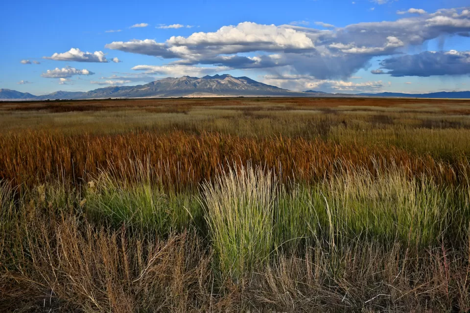 Wild grasses and Reeds in wetlands with the backdrop of Blanca Peak, sacred to the Navajo People, Alamosa National Wildlife Refuge, Colorado.